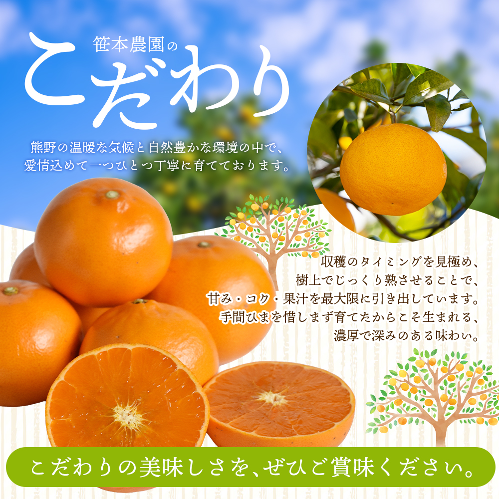 【数量限定】せとか  柑橘の大トロ 笹本農園のせとか 約5kg M～2Lサイズ混合 【2027年3月上旬頃～順次発送】 みかん ミカン 蜜柑 柑橘 せとか フルーツ 果物 【ssmt0002】