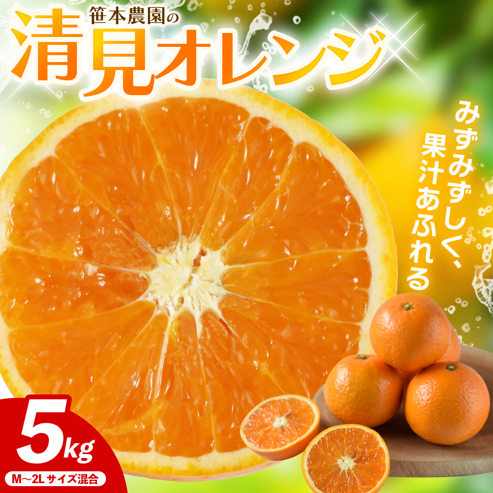 笹本農園の清見オレンジ 約5kg