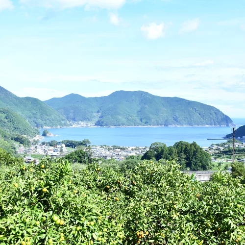 【アタシカ果樹】【ふるさと納税】【アタシカ果樹】アタシカ果樹のオリジナルクラフトビール  柑橘 フルーツ みかん 熊野 ジューシー  果物 みかん  熊野市 柑橘 【atkj0003】