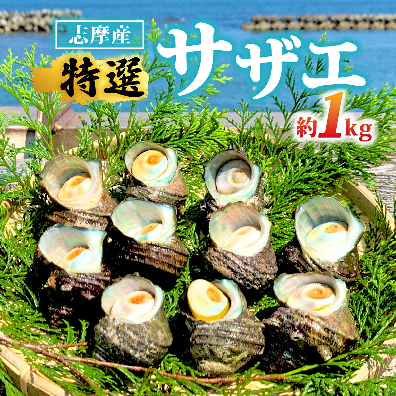 サザエ 1kg 入り 新鮮 海鮮 海産物 魚介 魚貝 サザエ 栄螺 貝 刺身 刺し身 お造り つぼ焼き グリル BBQ バーベキュー キャンプ 夏 ギフト 贈り物 志摩産 特選 三重 志摩 伊勢志摩