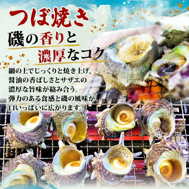 サザエ 1kg 入り 新鮮 海鮮 海産物 魚介 魚貝 サザエ 栄螺 貝 刺身 刺し身 お造り つぼ焼き グリル BBQ バーベキュー キャンプ 夏 ギフト 贈り物 志摩産 特選 三重 志摩 伊勢志摩