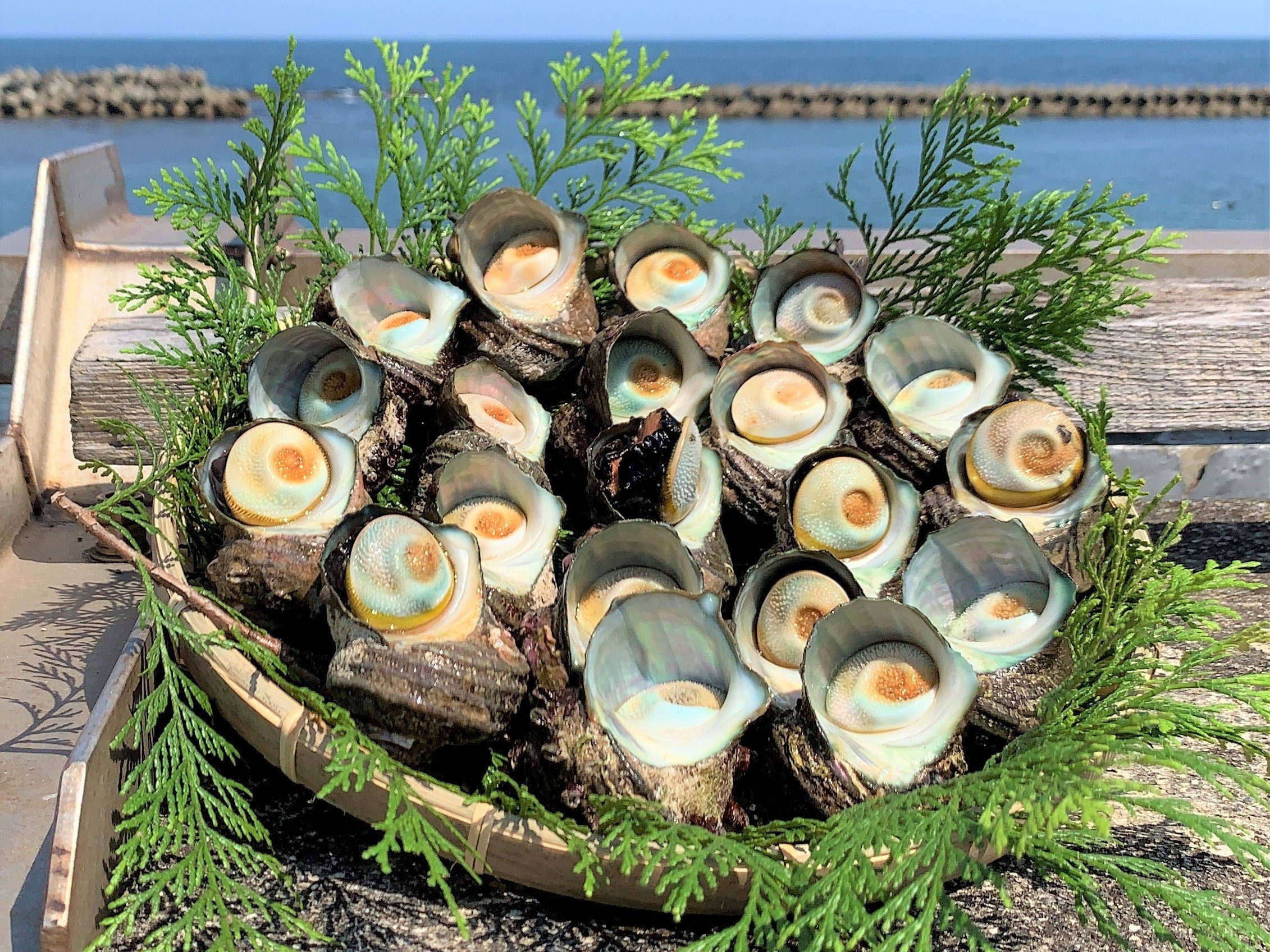 サザエ 2kg 入り 新鮮 海鮮 海産物 魚介 魚貝 サザエ 栄螺 貝 刺身 刺し身 お造り つぼ焼き グリル BBQ バーベキュー キャンプ 夏 ギフト 贈り物 志摩産 特選 三重 志摩 伊勢志摩