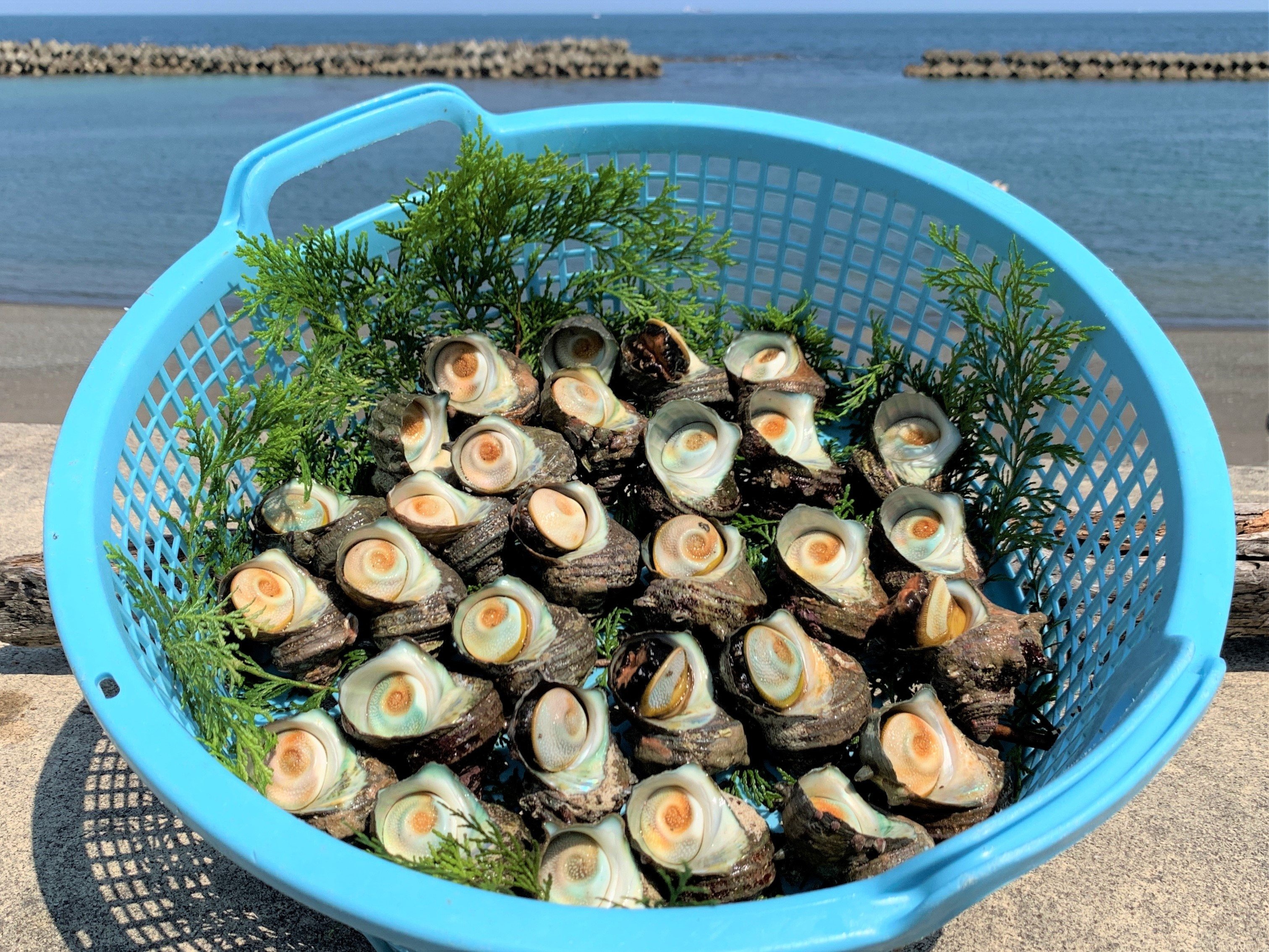 サザエ 3kg 入り 新鮮 海鮮 海産物 魚介 魚貝 サザエ 栄螺 貝 刺身 刺し身 お造り つぼ焼き グリル BBQ バーベキュー キャンプ 夏 ギフト 贈り物 志摩産 特選 三重 志摩 伊勢志摩