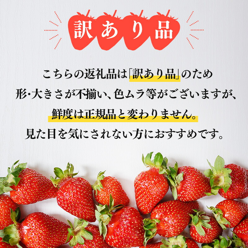 【訳あり】 いちご かおり野 先行予約 苺 イチゴ ストロベリー サイズ不揃い フルーツ 果物 スムージー ヨーグルト 三重県産 ichigo strawberry 三重県