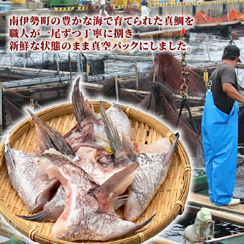 【冷凍】 南伊勢町産 鯛カマ 10切入 (5切×2パック) 鯛かま カマ 真空パック 小分け 晩御飯 おかず 真鯛 タイ tai 鯛めし BBQ 海鮮 魚介 三重県 南伊勢 伊勢 志摩 マルカ水産