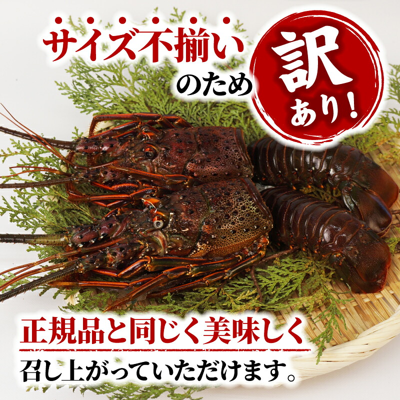 （冷凍） 訳あり 伊勢海老 500g~1kg 選べる容量 むき身 処理済み イセエビ 海老 えび 伊勢 エビ 伊勢エビ 海宝水産 訳あり品 訳アリ 贅沢 高級 簡単調理 刺し身 刺身 海鮮 ギフト 国産 三重県 南伊勢町