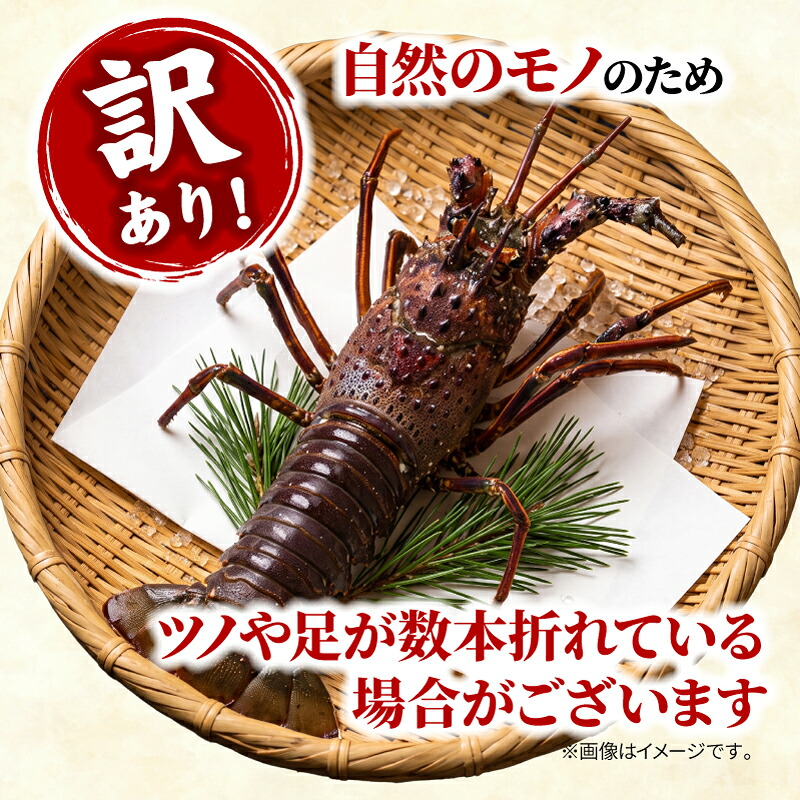 (冷凍) 訳あり 伊勢海老 1尾 加熱用 約200g  海老  伊勢 エビ 伊勢エビ 訳アリ品 訳アリ 海鮮 海の幸 味噌汁 焼き物 伊勢志摩産 三重県 南伊勢町 丸池