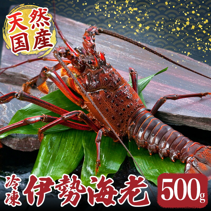 冷凍 伊勢海老 約500g 伊勢えび 産地直送 天然 国産 海鮮 新鮮 刺し身 味噌汁 焼き物 ギフト 贈答 えび 海老 ebi いせえび 高級食材 お歳暮 お正月 年末年始 三重県 南伊勢