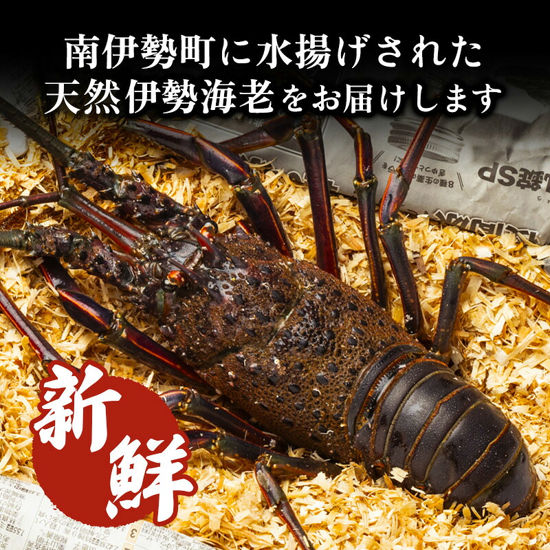 冷凍 伊勢海老 約500g 伊勢えび 産地直送 天然 国産 海鮮 新鮮 刺し身 味噌汁 焼き物 ギフト 贈答 えび 海老 ebi いせえび 高級食材 お歳暮 お正月 年末年始 三重県 南伊勢