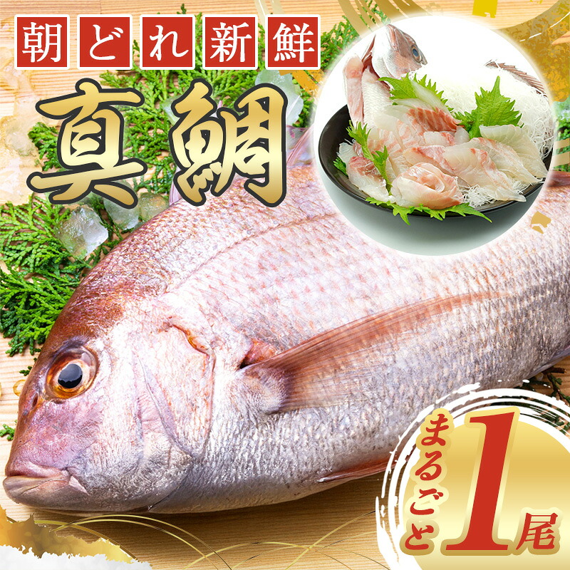 真鯛 タイ 1尾分 まるごと 鯛 タイ たい tai マダイ まだい 養殖 お祝い 刺し身 刺身 お刺身 鯛めし 鯛茶漬け 鯛しゃぶ 塩焼き 煮付け 焼き物 アレンジ 冷蔵 新鮮 産地直送 三重県