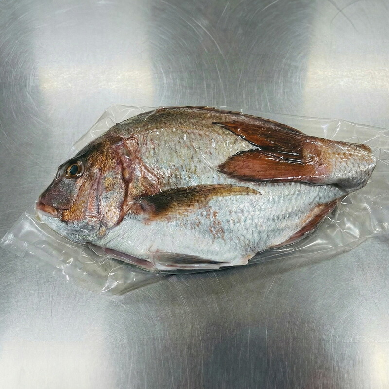 真鯛 タイ 1尾分 まるごと 鯛 タイ たい tai マダイ まだい 養殖 お祝い 刺し身 刺身 お刺身 鯛めし 鯛茶漬け 鯛しゃぶ 塩焼き 煮付け 焼き物 アレンジ 冷蔵 新鮮 産地直送 三重県