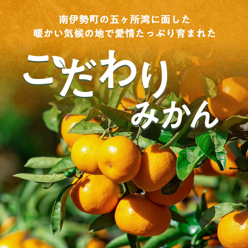 蜜柑 みかん 約 5kg 令和8年 10月末発送 ないぜしぜん村 蜜柑 mikan みかん ミカン 内瀬 フルーツ 果物 甘い 濃厚 ジューシー 先行予約 予約受付 産地直送 国産 国内産 三重