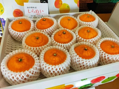 【先行予約】 不知火 令和9年発送 しらぬい 濃厚 甘い 柑橘 柑橘系 果物 フルーツ 青果 デザート グルメ 贈答 贈り物 ギフト プレゼント 特産品 特産 取り寄せ 伊勢 志摩 三重県