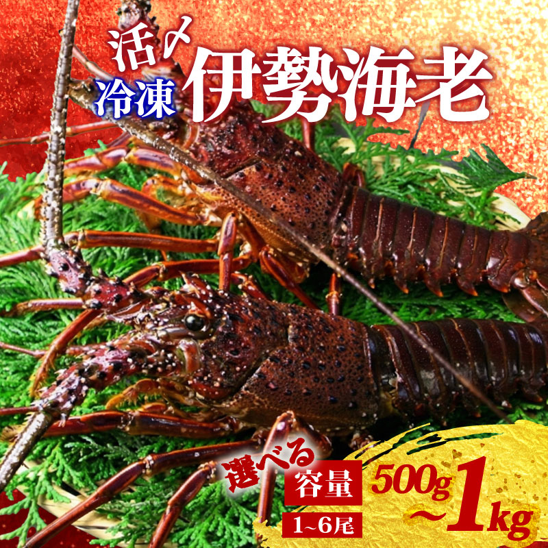 【冷凍】 伊勢海老 活〆 山藤 えび 海老 ebi いせえび 伊勢えび 伊勢 魚 魚介 海鮮 海産物 海 特産品 うま味 旨味 海の幸 アウトドア BBQ 刺身 炭火焼