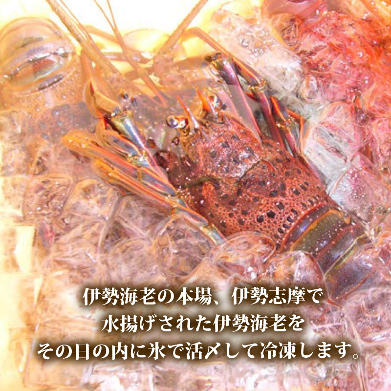 【冷凍】 伊勢海老 活〆 山藤 えび 海老 ebi いせえび 伊勢えび 伊勢 魚 魚介 海鮮 海産物 海 特産品 うま味 旨味 海の幸 アウトドア BBQ 刺身 炭火焼