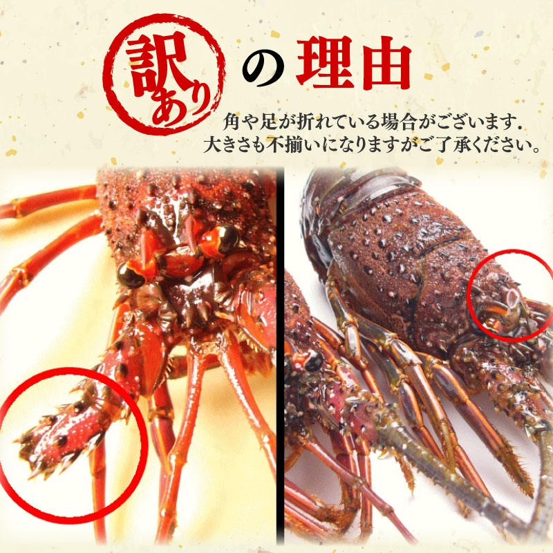 【冷凍】 伊勢海老 活〆 山藤 えび 海老 ebi いせえび 伊勢えび 伊勢 魚 魚介 海鮮 海産物 海 特産品 うま味 旨味 海の幸 アウトドア BBQ 刺身 炭火焼
