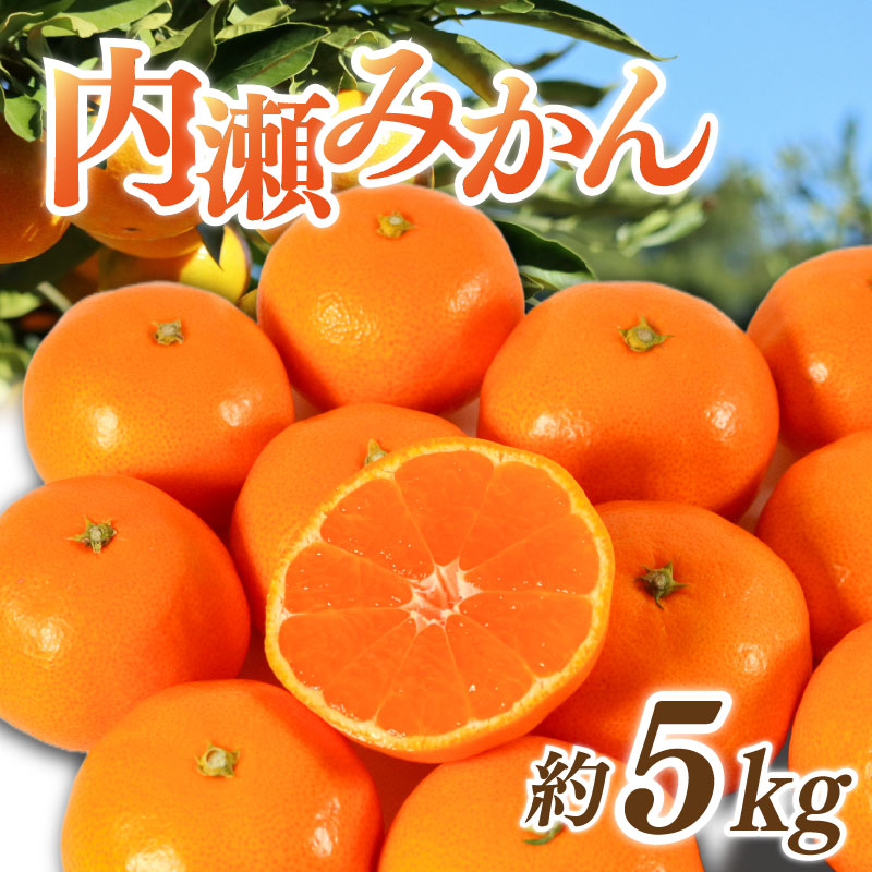 先行予約 みかん 温州みかん 約5kg 数量限定 期間限定 内瀬みかん アサヒ農園 柑橘 蜜柑 フルーツ 果物 くだもの 国産 ブランド 三重県 伊勢 志摩 南伊勢町