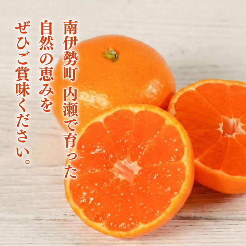 先行予約 みかん 温州みかん 約5kg 数量限定 期間限定 内瀬みかん アサヒ農園 柑橘 蜜柑 フルーツ 果物 くだもの 国産 ブランド 三重県 伊勢 志摩 南伊勢町