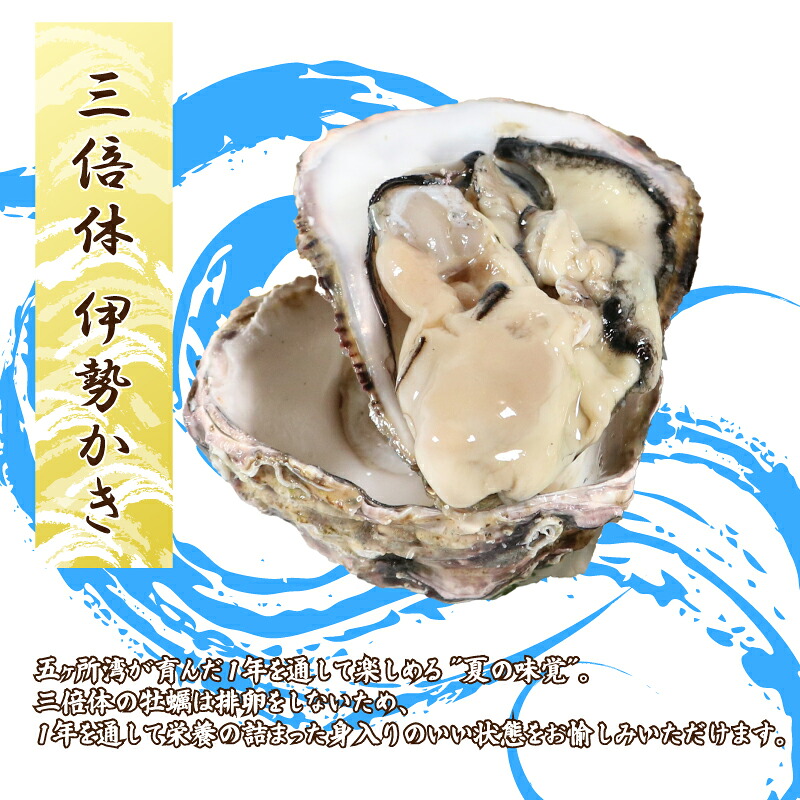 (冷蔵) Aコース 三倍体 伊勢牡蠣 XLサイズ 12個 三重産 カキ かき 加熱用 カキフライ 牡蠣鍋 蒸し牡蠣 カキ 真牡蠣 BBQ 浜焼き バーベキュー 新鮮 海鮮 魚介 国産 取り寄せ グルメ