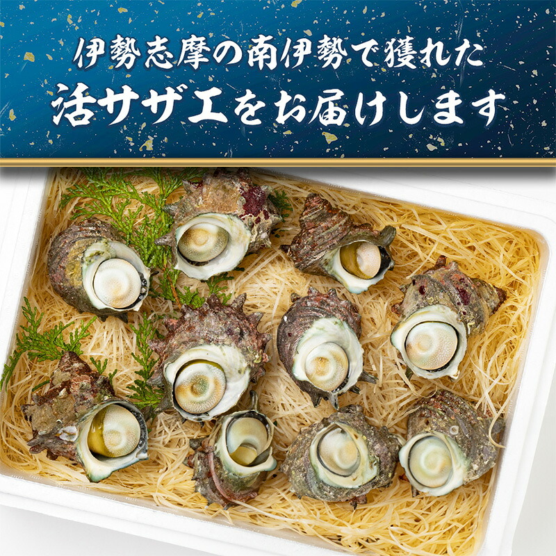 サザエ 1kg 8ヶ~12ヶ 冷蔵 新鮮 海鮮 海産物 魚介 魚貝 活きサザエ 栄螺 貝 刺身 刺し身 お造り つぼ焼き 壺焼き グリル BBQ バーベキュー キャンプ 夏 ギフト 贈り物 三重