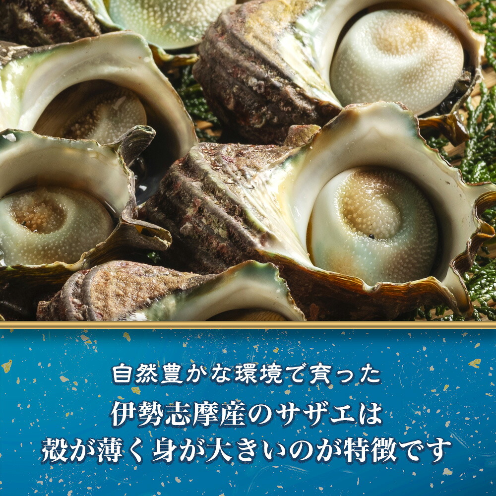 サザエ 1kg 8ヶ~12ヶ 冷蔵 新鮮 海鮮 海産物 魚介 魚貝 活きサザエ 栄螺 貝 刺身 刺し身 お造り つぼ焼き 壺焼き グリル BBQ バーベキュー キャンプ 夏 ギフト 贈り物 三重