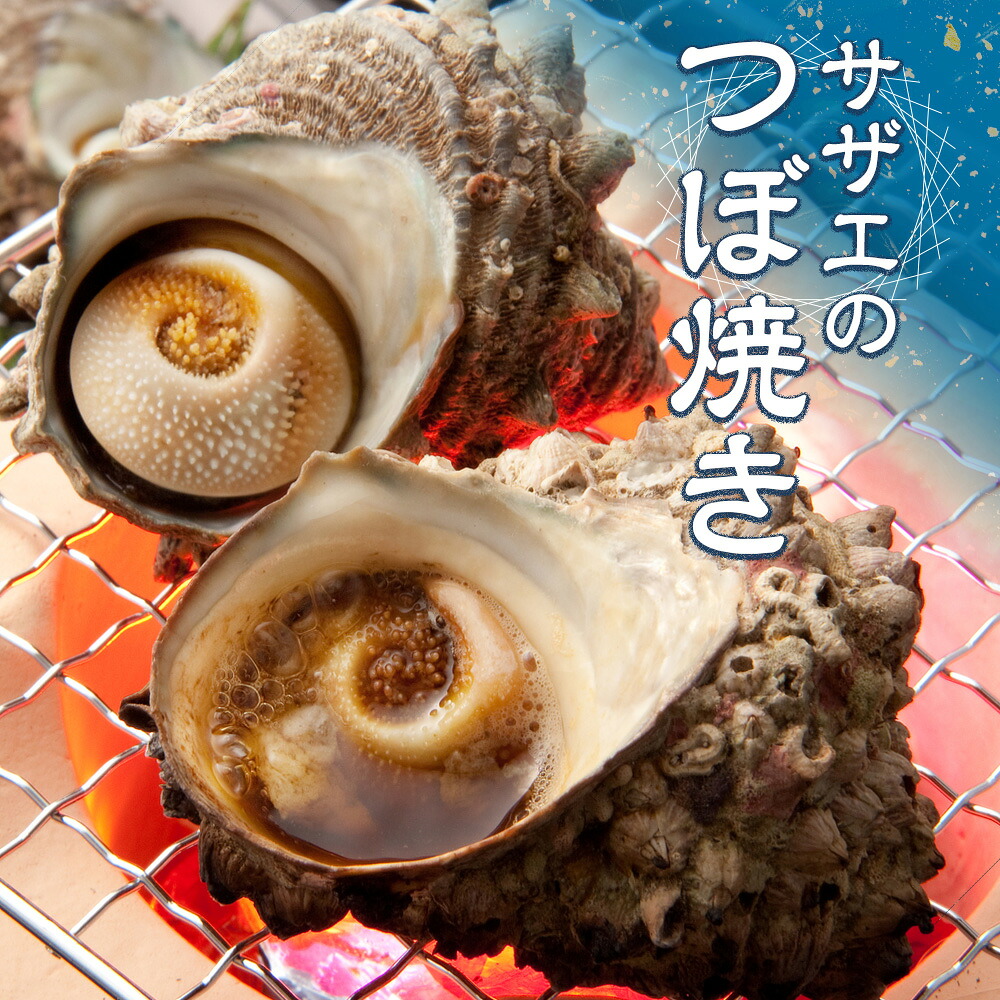 サザエ 1kg 8ヶ~12ヶ 冷蔵 新鮮 海鮮 海産物 魚介 魚貝 活きサザエ 栄螺 貝 刺身 刺し身 お造り つぼ焼き 壺焼き グリル BBQ バーベキュー キャンプ 夏 ギフト 贈り物 三重