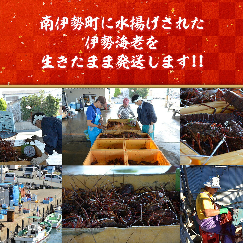 活き 伊勢海老 山金商店 地物 伊勢 伊勢えび 高級 鮮魚 焼き物 汁物 海鮮 特産 海の幸 魚介 イセエビ 海老 えび 三重県 南伊勢町 伊勢志摩産 伊勢志摩
