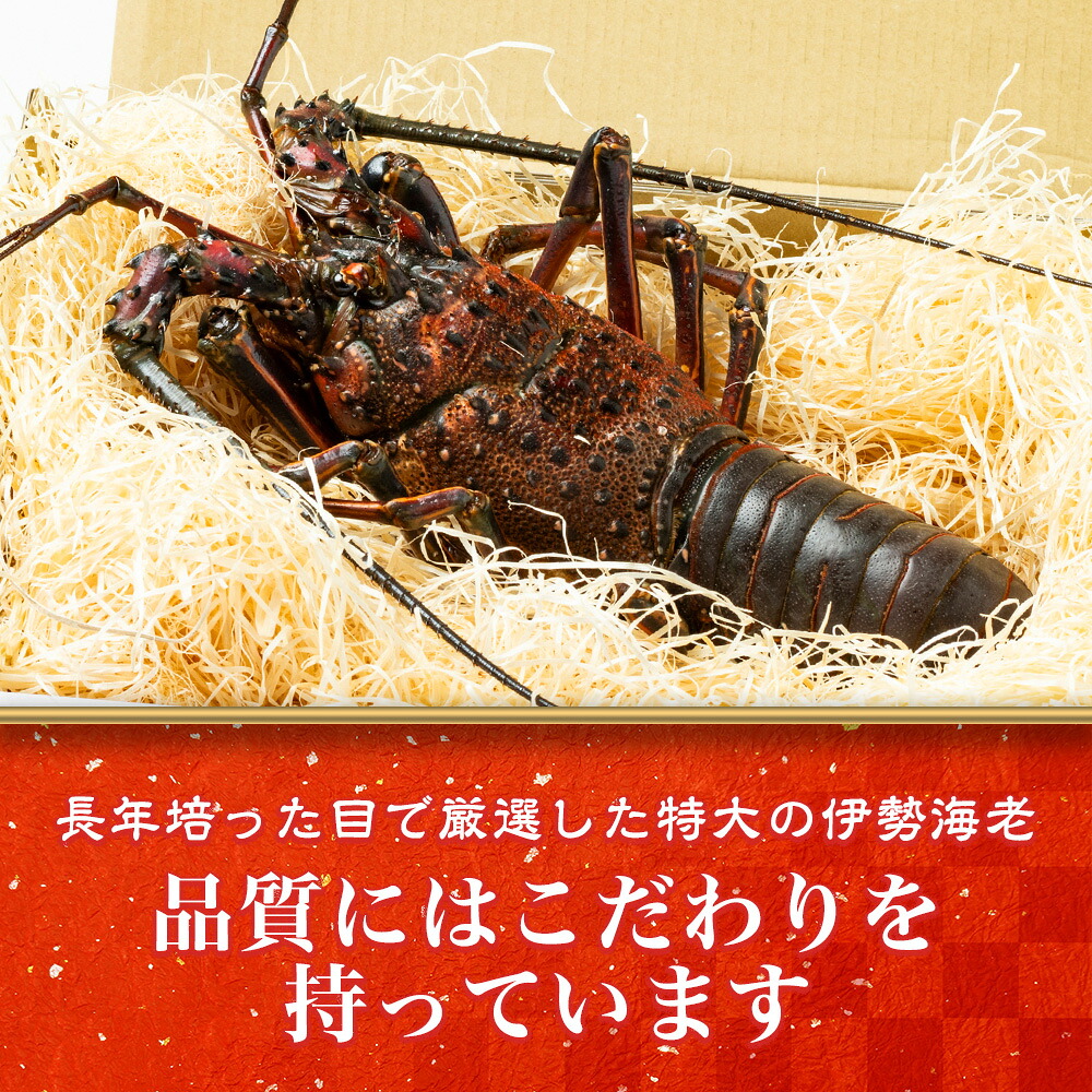 活き 伊勢海老 山金商店 地物 伊勢 伊勢えび 高級 鮮魚 焼き物 汁物 海鮮 特産 海の幸 魚介 イセエビ 海老 えび 三重県 南伊勢町 伊勢志摩産 伊勢志摩