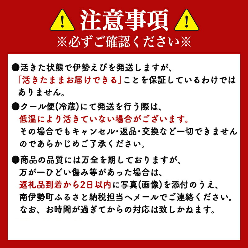 活き 伊勢海老 山金商店 地物 伊勢 伊勢えび 高級 鮮魚 焼き物 汁物 海鮮 特産 海の幸 魚介 イセエビ 海老 えび 三重県 南伊勢町 伊勢志摩産 伊勢志摩