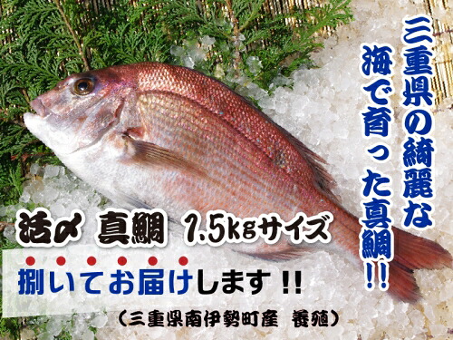 真鯛 下処理済み 捌いてお届け 約1.5kg