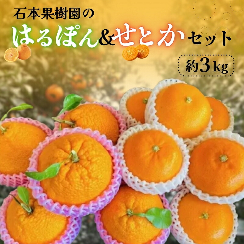 石本果樹園のはるぽん せとか セット 約3kg