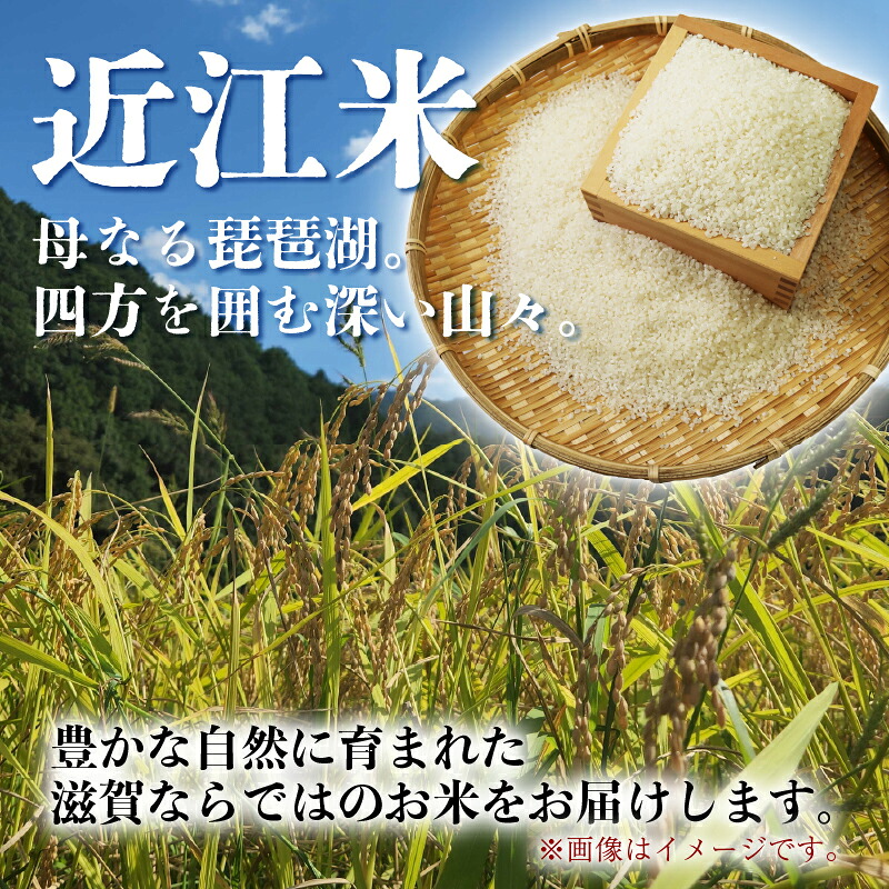 こしひかり 5kg 12回定期便 令和7年産 定期便 米 精米 こめ コメ お米 ご飯 米 コシヒカリ 米定期便 12か月定期便 12ヶ月定期便 12回 12ヶ月 12か月 滋賀 彦根 【米】