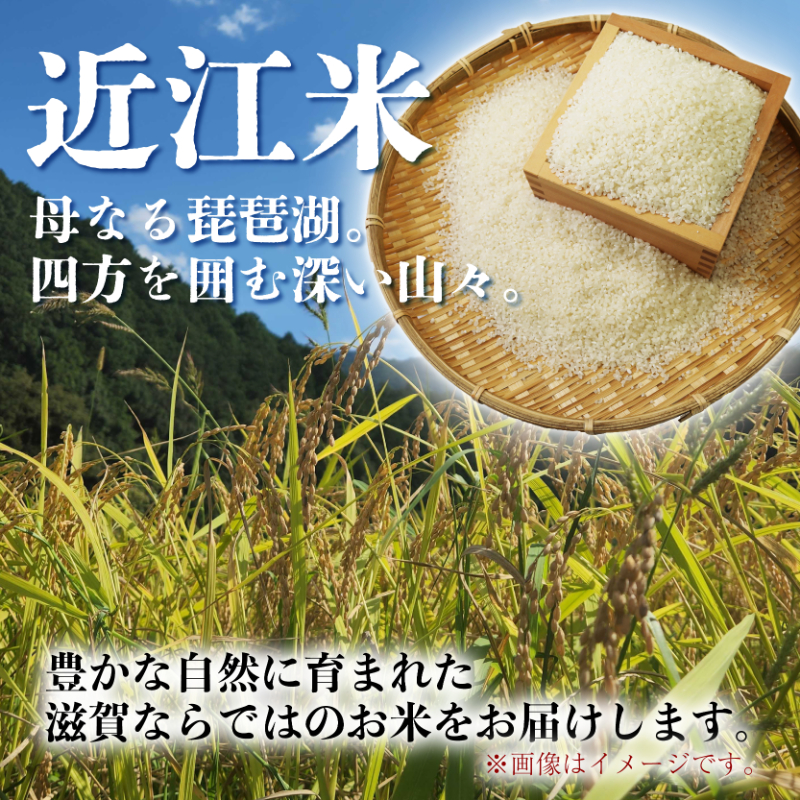 きぬひかり 5kg 12回定期便 令和7年産 定期便 米 精米 こめ コメ お米 ご飯 米 キヌヒカリ 米定期便 12か月定期便 12ヶ月定期便 12回 12ヶ月 12か月 滋賀 彦根
