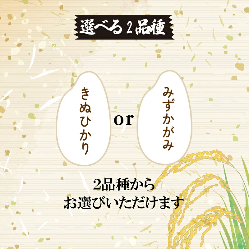 【新米 先行予約】 令和8年産 選べる 品種 みずかがみ きぬひかり 白米 / 玄米 定期便 5kg × 6ヶ月 計30kg 2026年産 キヌヒカリ 国産 滋賀県 日野町 農家直送 お米 精米