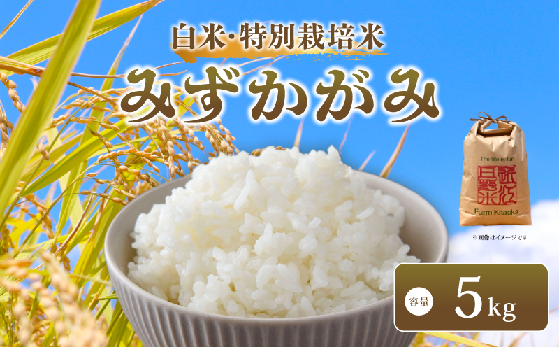 【新米予約】 令和8年産 新米 みずかがみ 単品 5kg 米 お米 数量限定 単発 新米 先行予約 お米 おこめ コメ こめ kome 精米 国産 ミズカガミ こめ ライス ご飯 ごはん お弁当