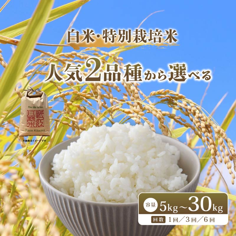 【 新米予約 】 令和8年産 新米 特別栽培米 コシヒカリ 予約 米 5kg 白米 定期便 6ヶ月 計30kg こしひかり 国産 滋賀県 日野町 農家直送 環境こだわり米 お米 おこめ こめ 産地直送