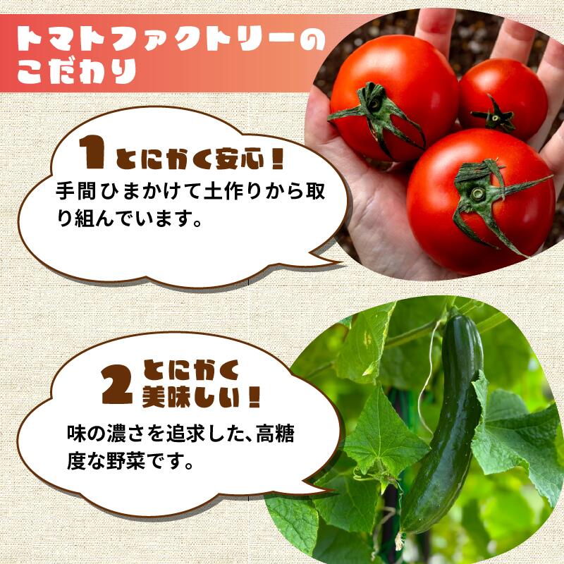 【期間限定】 トマトファクトリー 野菜 詰め合わせ セット トマト きゅうり 2kg 箱入り とまと キュウリ 野菜 やさい 野菜セット 新鮮 採れたて 季節 甘い 糖度 高糖度 あまい 食材 旬