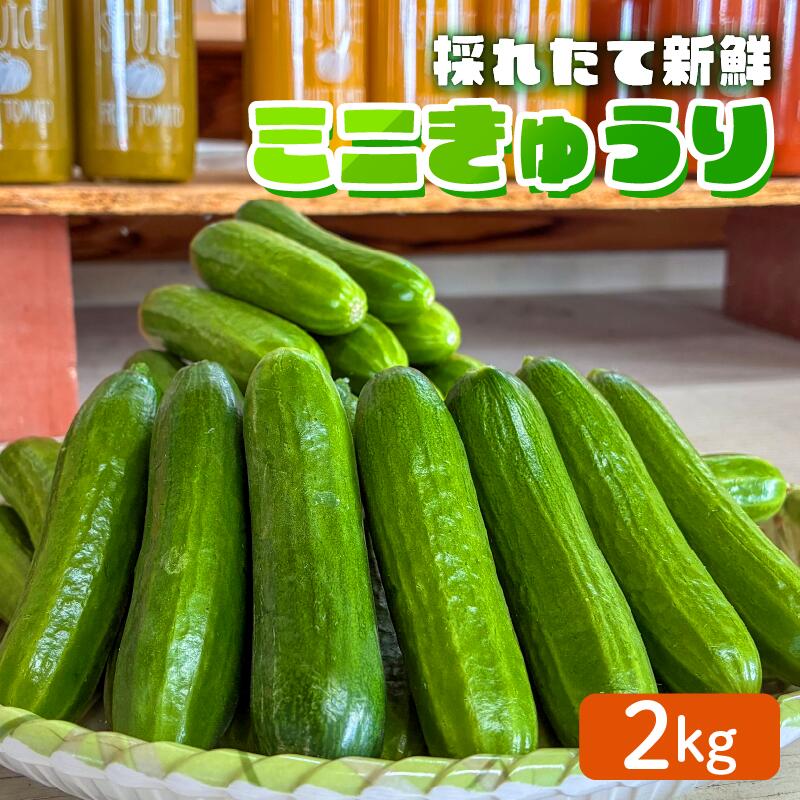 【先行予約】 ミニ きゅうり 2kg | きゅうり キュウリ 胡瓜 ミニきゅうり 新鮮 朝収穫 朝採れ 産地直送 野菜 詰合せ 夏野菜 野菜 キュウリ やさい 採れたて 季節 食材 旬 栽培