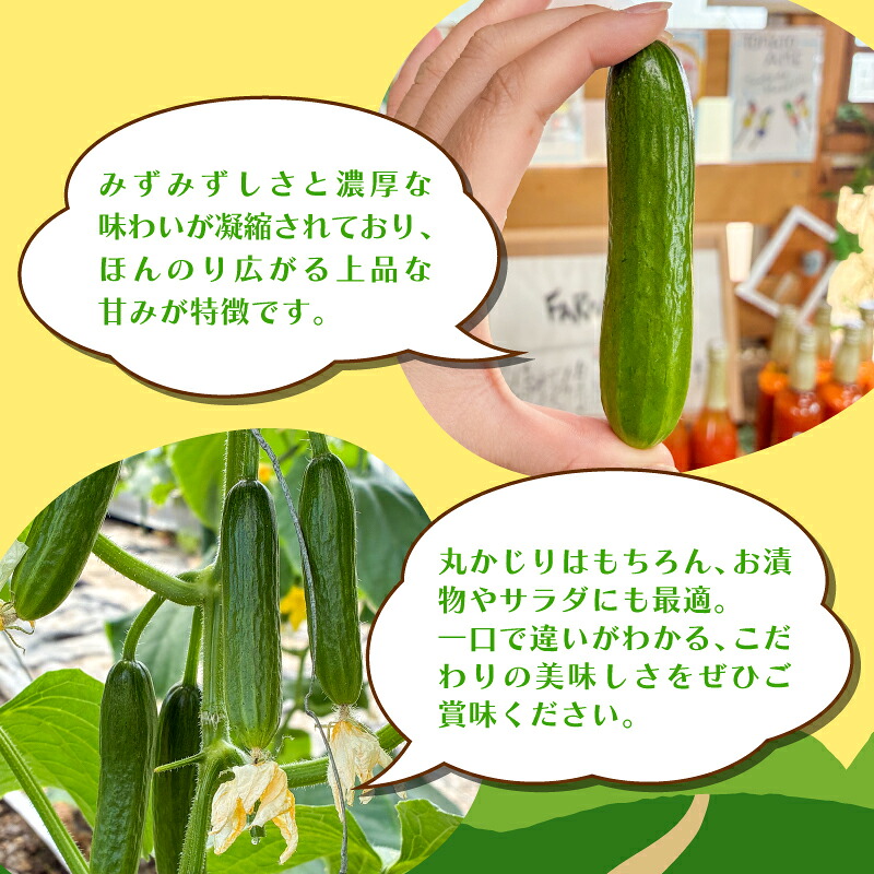 【先行予約】 ミニ きゅうり 4kg | きゅうり キュウリ 胡瓜 ミニきゅうり 新鮮 朝収穫 朝採れ 産地直送 野菜 詰合せ 夏野菜 野菜 キュウリ やさい 採れたて 季節 食材 旬 栽培