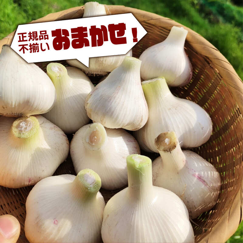 【期間限定】 にんにく 1kg トマトファクトリー 栽培期間中 農薬 化学肥料不使用 ニンニク 大蒜 乾燥 不揃い 正規品 おまかせ 野菜セット 季節 甘い 糖度 食材 旬 素揚げ から揚げ