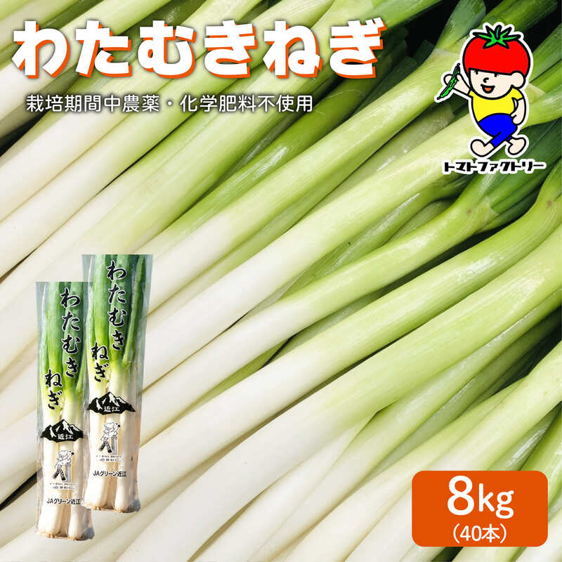 【先行予約】 【期間限定】 日野町産 わたむきねぎ 8kg 40本 トマトファクトリー 野菜 ねぎ ネギ 長ネギ 白ネギ 詰め合わせ セット 新鮮 採れたて 太い 季節 甘い 糖度 高糖度 あまい