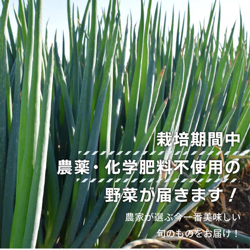 【先行予約】 【期間限定】 日野町産 わたむきねぎ 8kg 40本 トマトファクトリー 野菜 ねぎ ネギ 長ネギ 白ネギ 詰め合わせ セット 新鮮 採れたて 太い 季節 甘い 糖度 高糖度 あまい