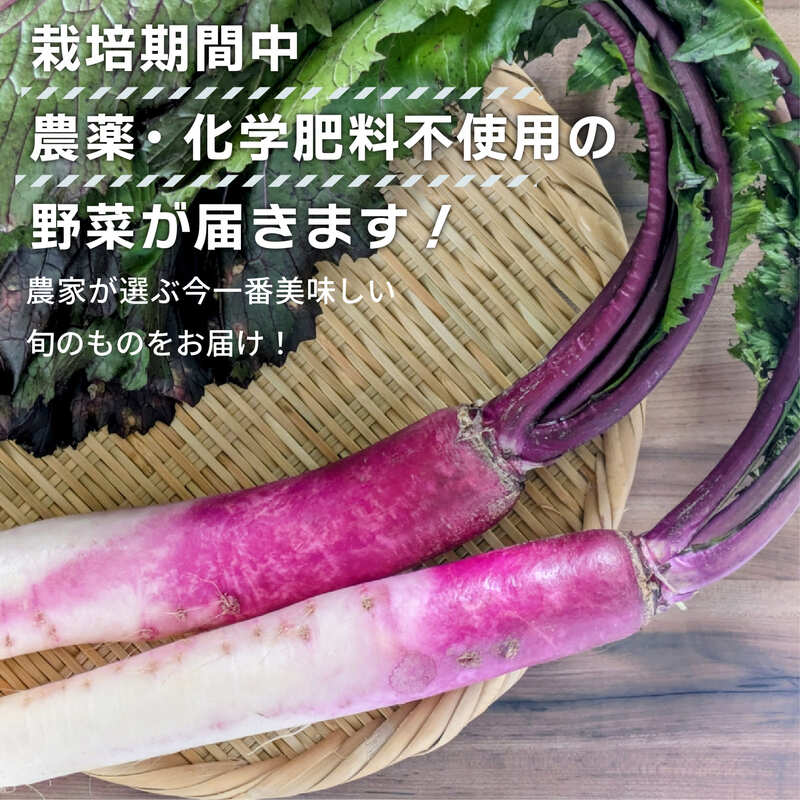【先行予約】 【期間限定】 日野町産 日野菜 6kg トマトファクトリー 野菜 漬物 漬け物 ひのな ひの菜 詰め合わせ セット 新鮮 採れたて 日野菜漬け カブ 伝統野菜 さくら漬け 食材 旬