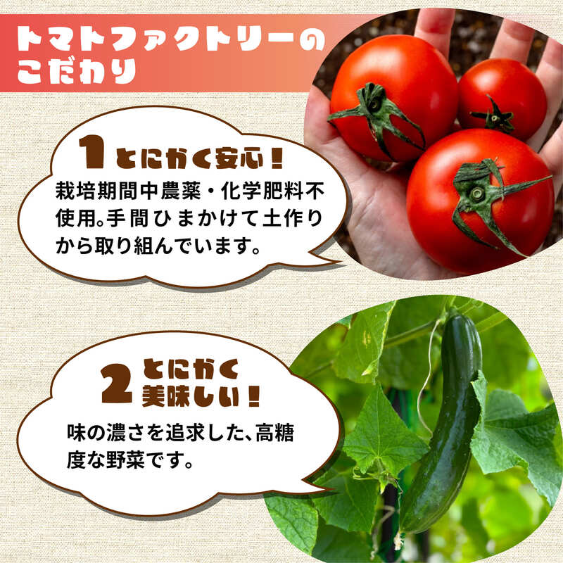 【先行予約】 【期間限定】 日野町産 日野菜 6kg トマトファクトリー 野菜 漬物 漬け物 ひのな ひの菜 詰め合わせ セット 新鮮 採れたて 日野菜漬け カブ 伝統野菜 さくら漬け 食材 旬