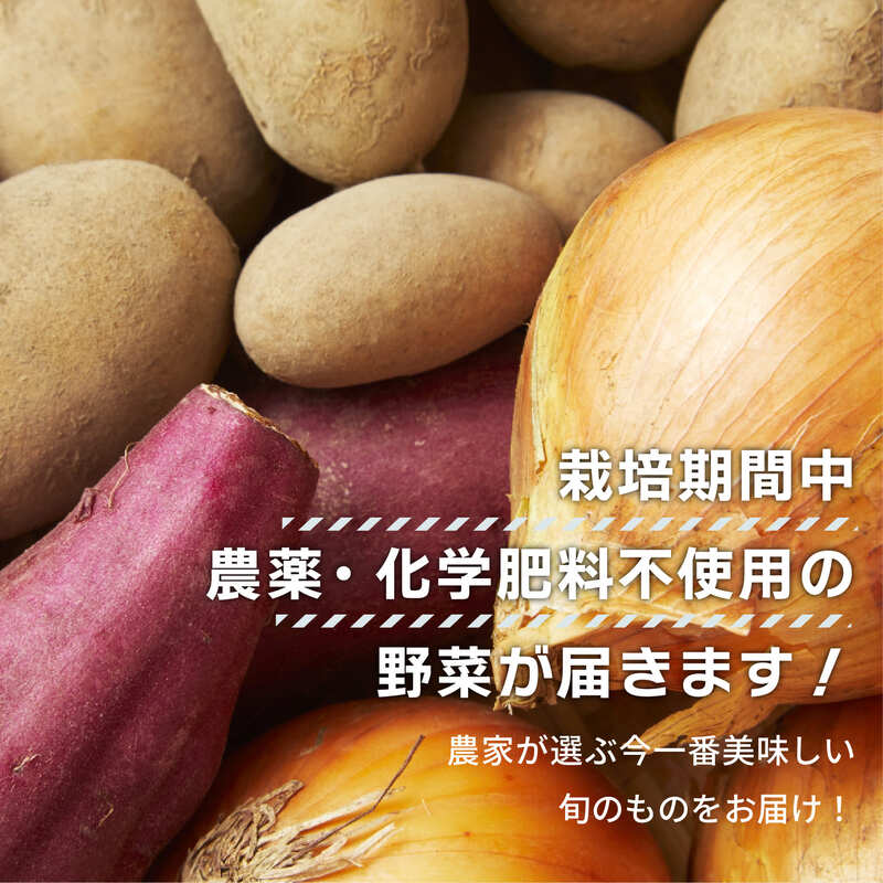 【数量限定】 おまかせ野菜セット 1箱 トマトファクトリー 野菜 トマト きゅうり 白菜 オクラ じゃがいも 玉ねぎ なす 詰め合わせ セット 新鮮 採れたて 食材 旬  栽培 産地直送 農家直送