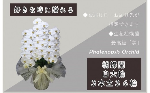 3本立て 胡蝶蘭 36輪～39輪 白色【木製大型木札 または メッセージカード 付き ラッピング お祝い ギフト 贈答 贈り物 プレゼント 生花 花 農福連携】 099H381