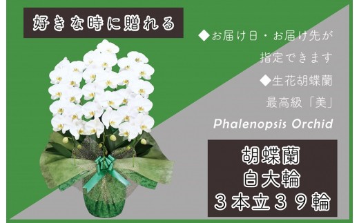 3本立て 胡蝶蘭 39輪～42輪 白色【木製大型木札 または メッセージカード 付き ラッピング お祝い ギフト 贈答 贈り物 プレゼント 生花 花 農福連携】 099H382