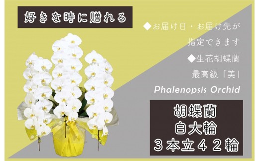3本立て 胡蝶蘭 42輪～45輪 白色【木製大型木札 または メッセージカード 付き ラッピング お祝い ギフト 贈答 贈り物 プレゼント 生花 花 農福連携】