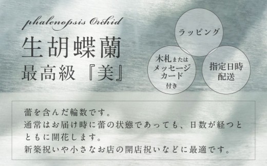3本立て 胡蝶蘭 42輪～45輪 白色【木製大型木札 または メッセージカード 付き ラッピング お祝い ギフト 贈答 贈り物 プレゼント 生花 花 農福連携】
