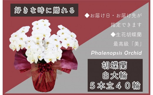 5本立て 胡蝶蘭 40輪～50輪 白色【木製大型木札 または メッセージカード 付き ラッピング お祝い ギフト 贈答 贈り物 プレゼント 生花 花 農福連携】